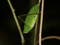 Unidentified Arnobia sp  - Sri Phang Nga NP