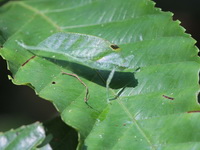 Unidentified Arnobia sp  - Bala