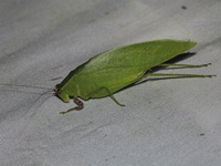 Unidentified Arnobia sp  - Khao Soi Dao WS