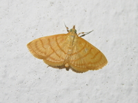 Spinosuncus contractalis  - Phuket