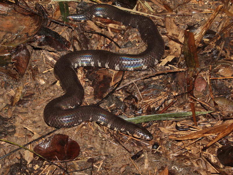 Jodi's Pipe Snake