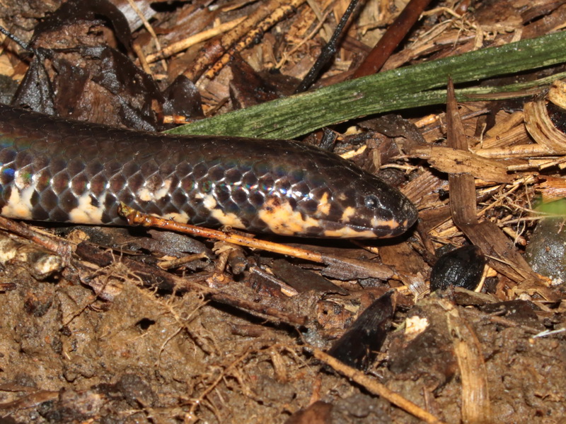 Jodi's Pipe Snake