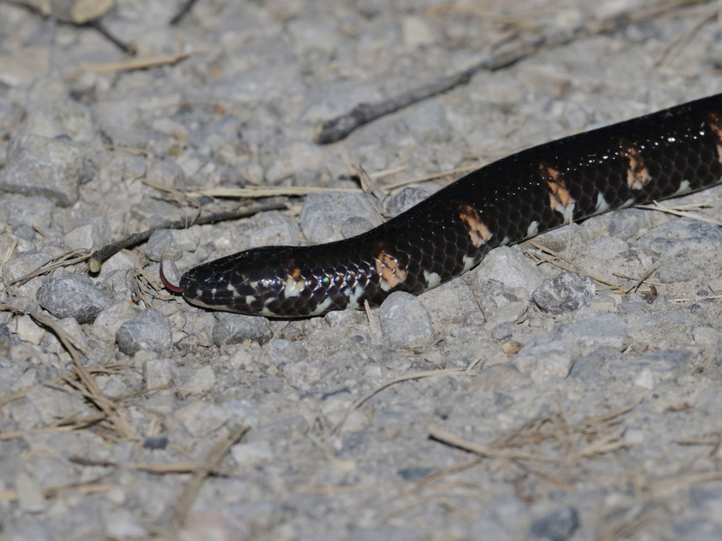 Jodi's Pipe Snake