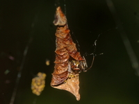 Nihonhimea mundula  - Nong Maka Forest